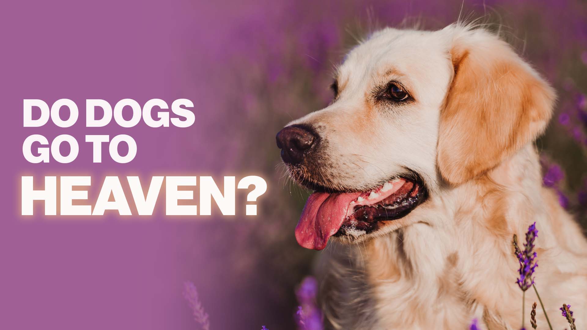 Will our pets be in heaven?